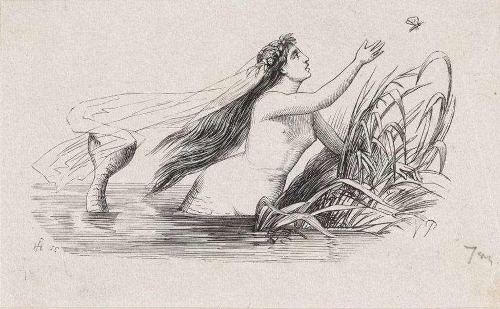 The little mermaid illustration